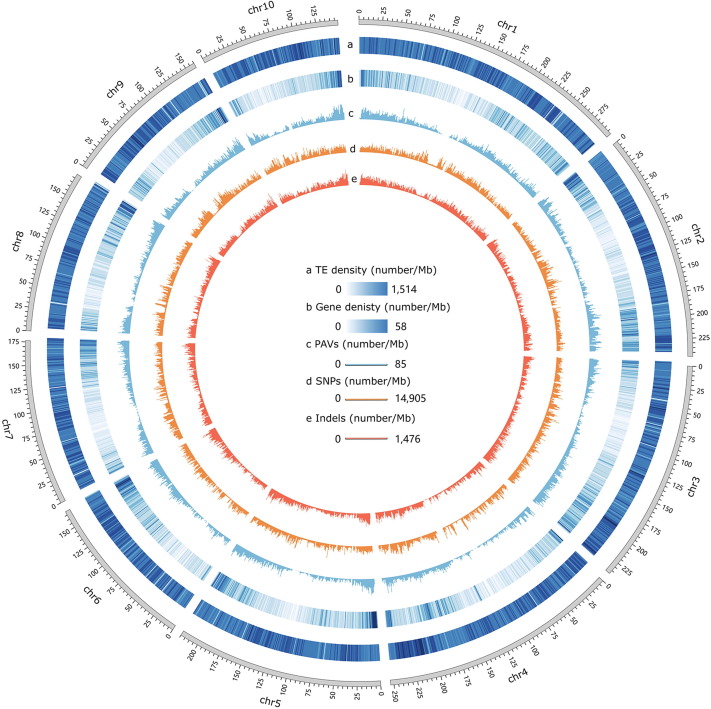 A188 Genome