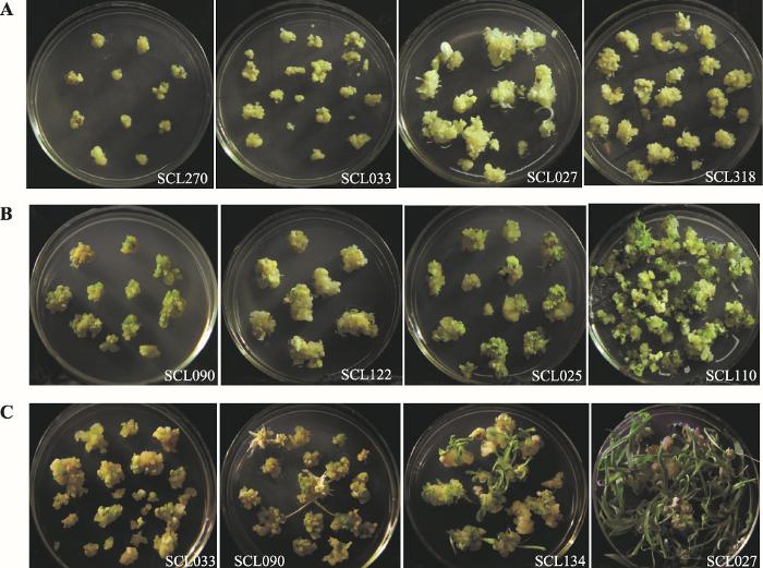 The embryonic callus growth state